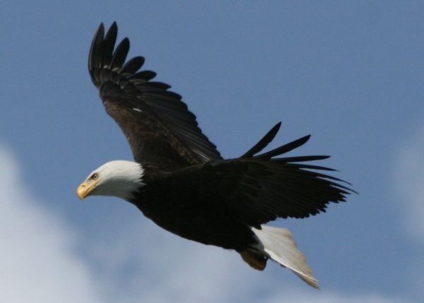 soaring eagle alaska